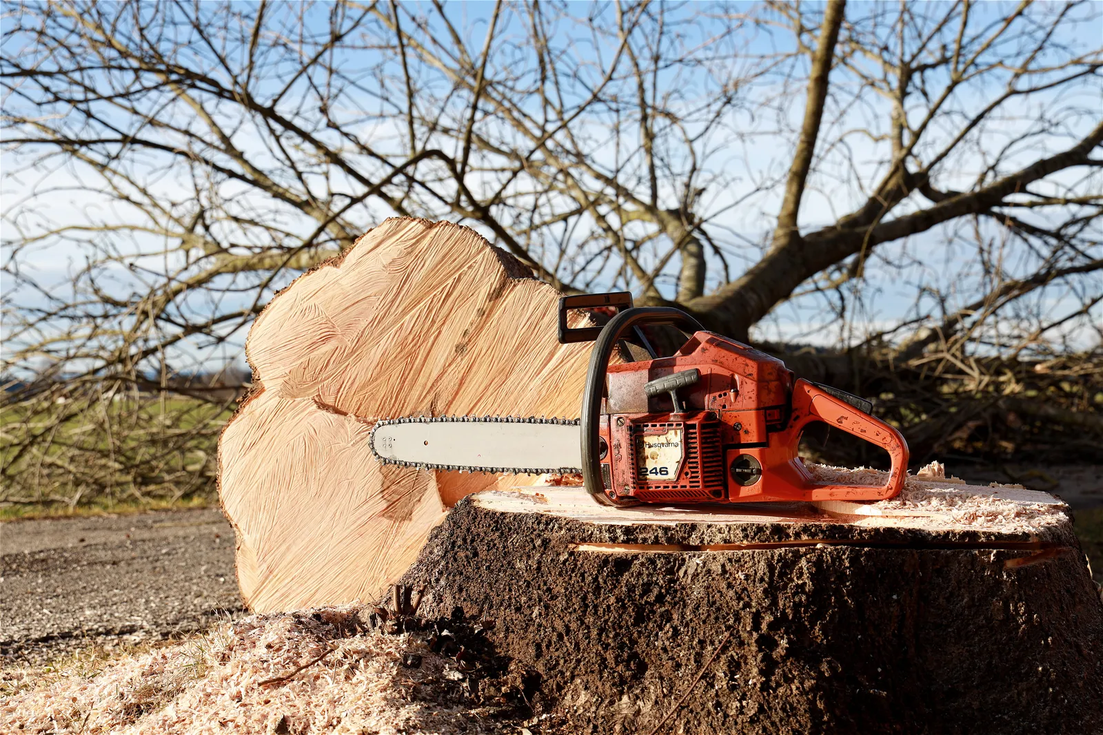 Tree Felling in Whitchurch & North Shropshire