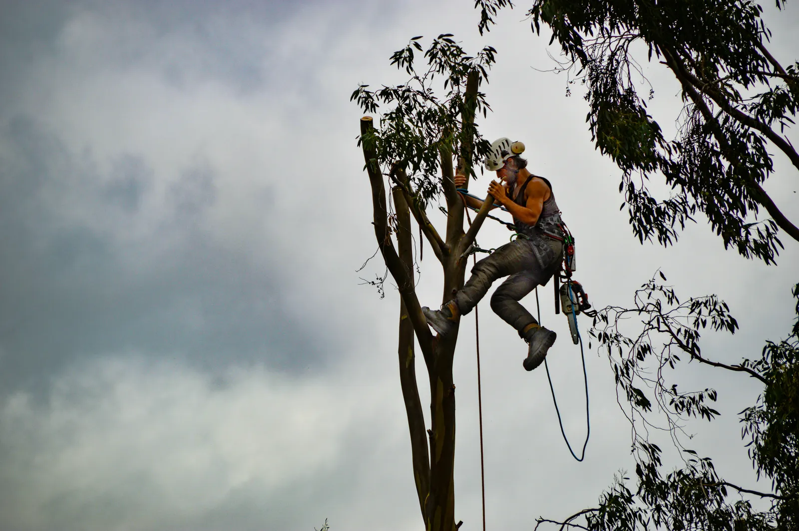 Tree Services in Whitchurch & North Shropshire