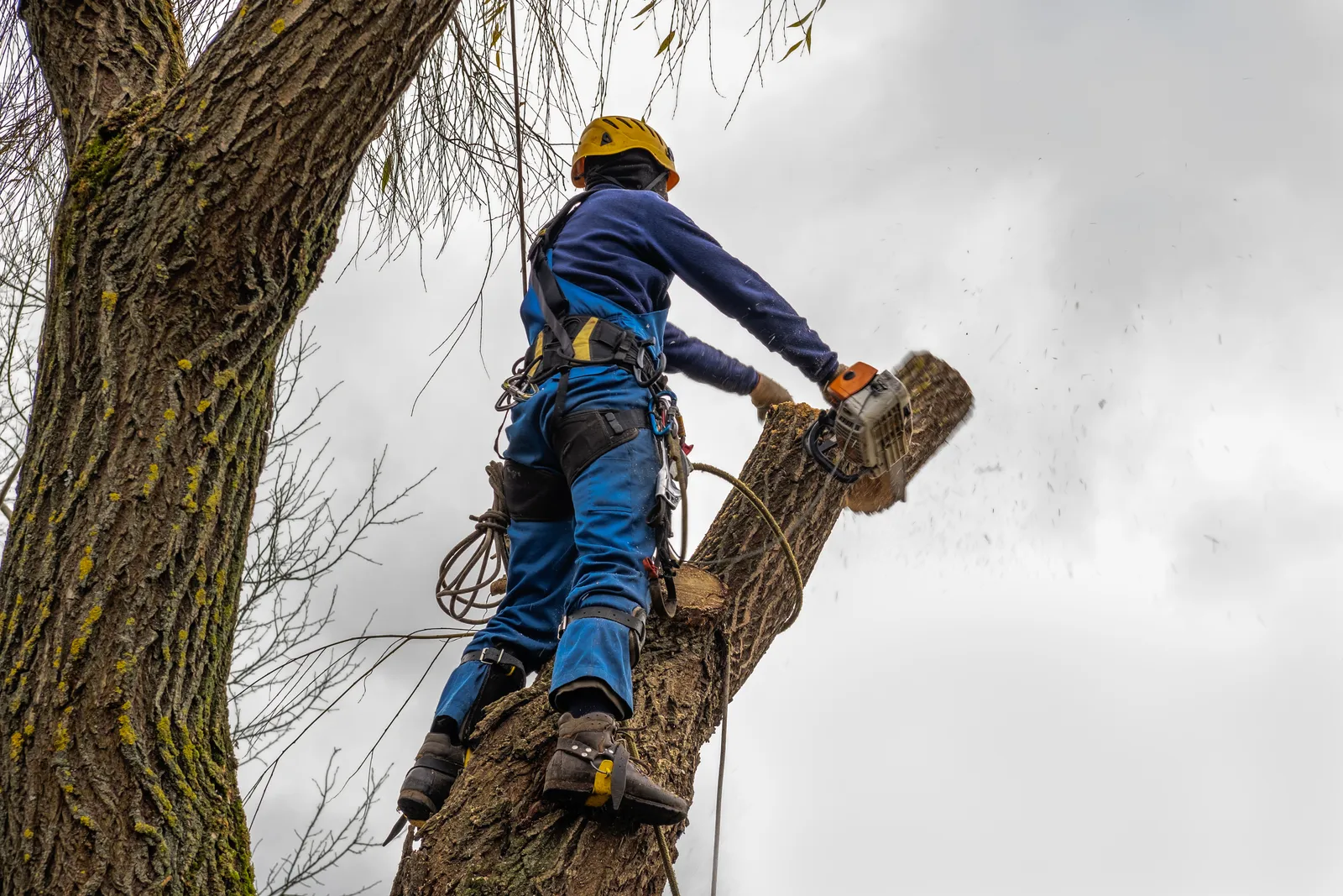 Tree Felling by JR Landscapes & Driveways