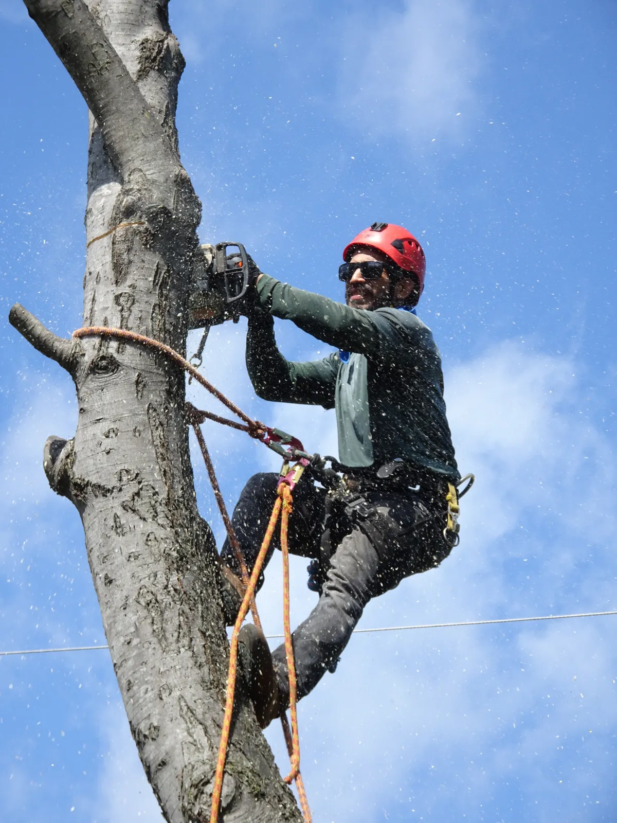 Tree Services by JR Landscapes & Driveways